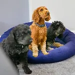 شقة The Coach House Dog Friendly *