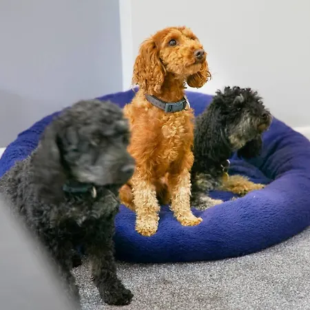 Apartment The Coach House Dog Friendly *